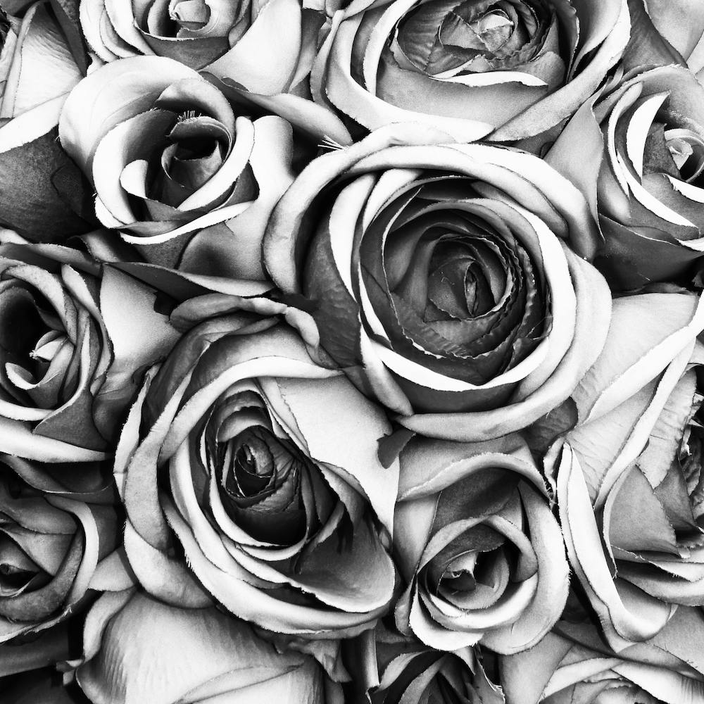 Roses II