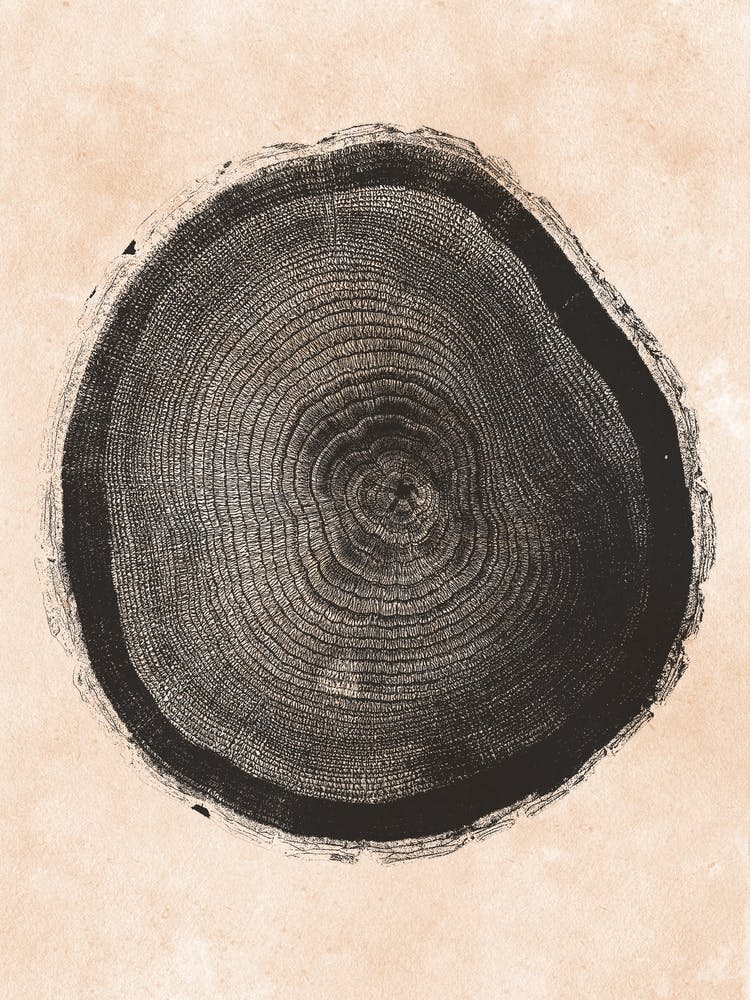 Tree Ring Print