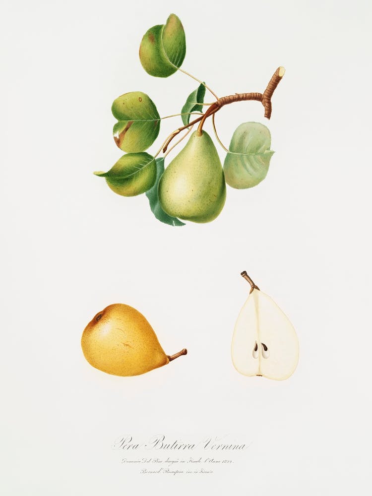 Birne (Pyrus Luisa) Aus Pomona Italiana (1817 1839), Giorgio Gallesio