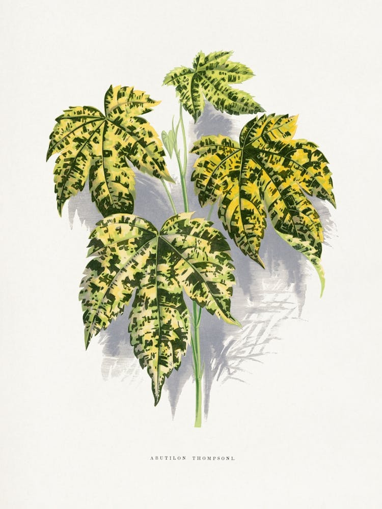 Vintage Botanical _2643225