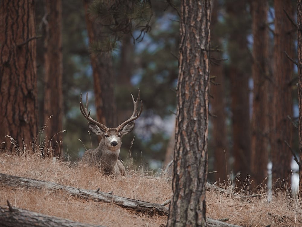 Mule Deer Bedded Down