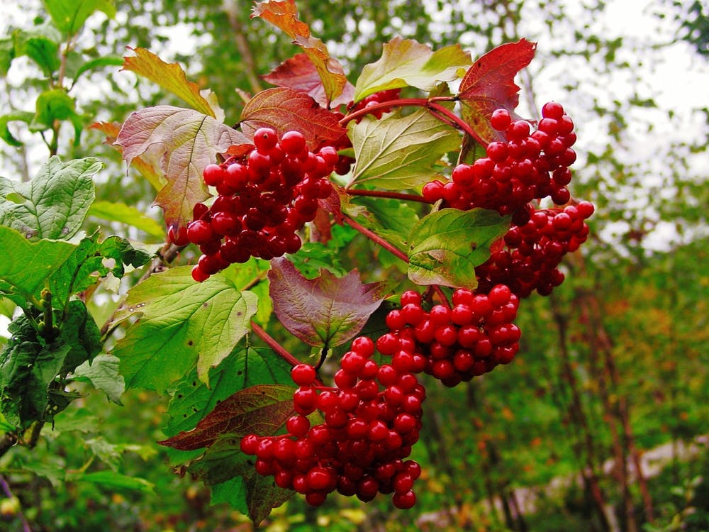 Red Berries On A Tree