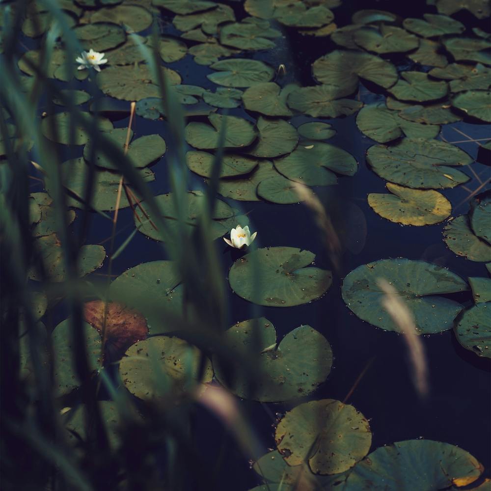 The Dreams Of The Lillies Moody Nature Square