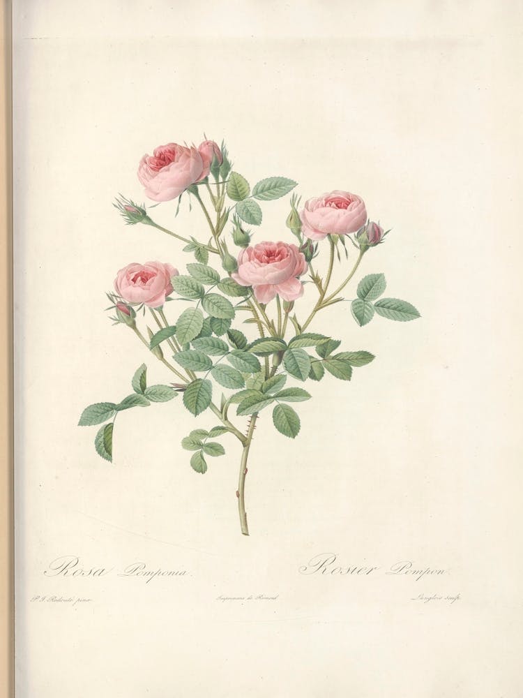 Rose Illustration, Pierre Joseph Redoute (14)