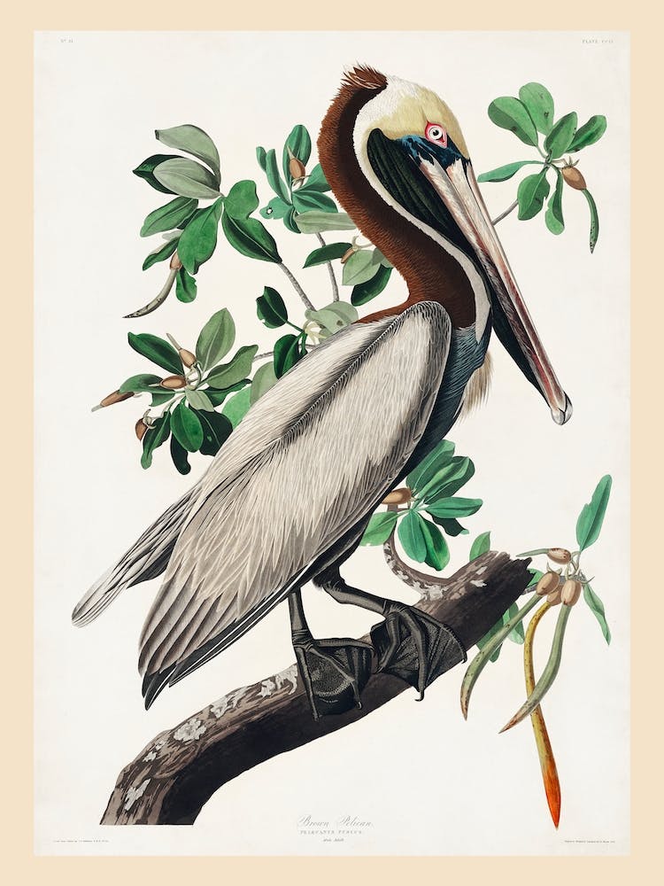 Brown Pelican, Birds Of America, John James Audubon