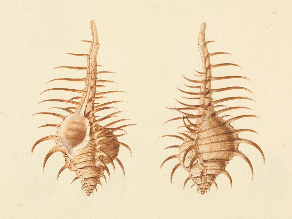 Venus Comb Murex, Luigi Balugani