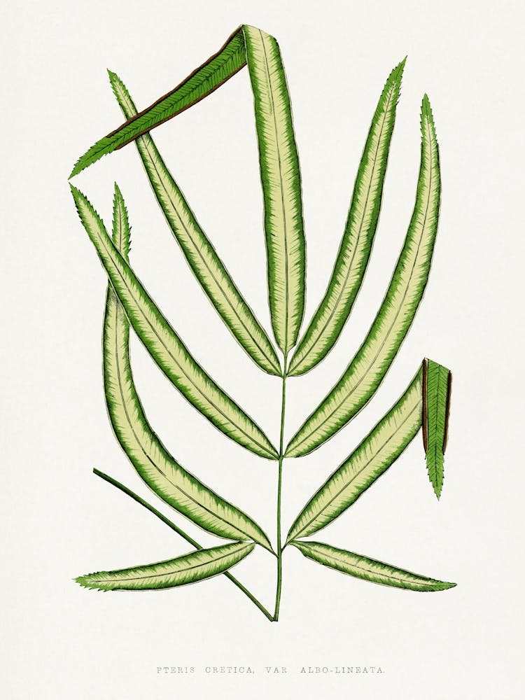 Vintage Botanical _2643218