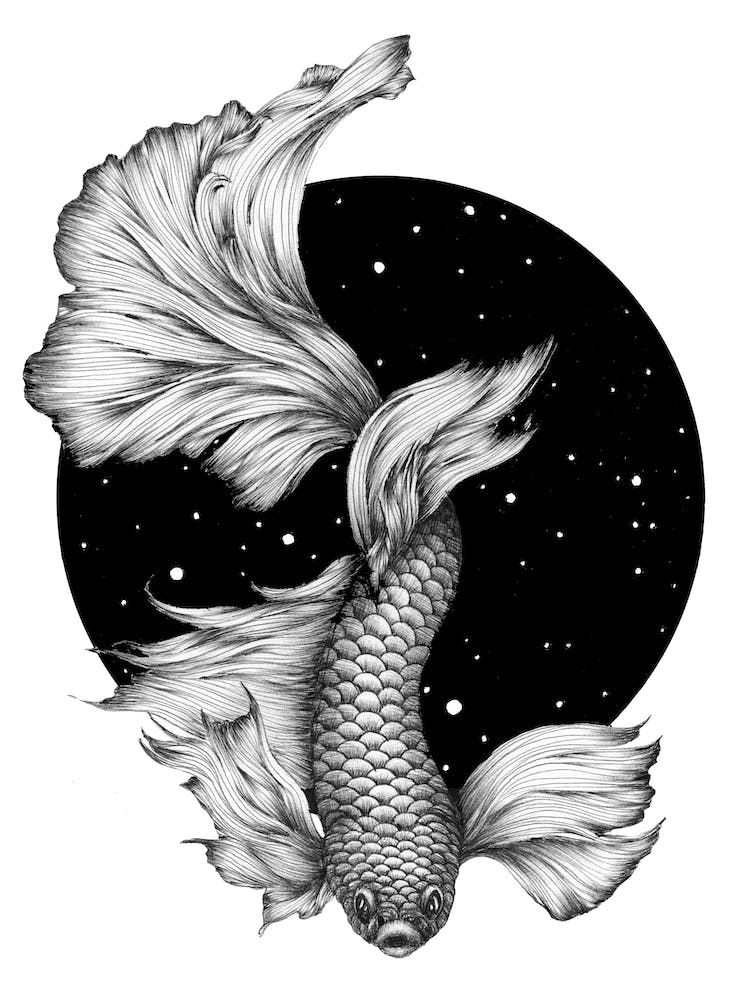 The Splendid Waters