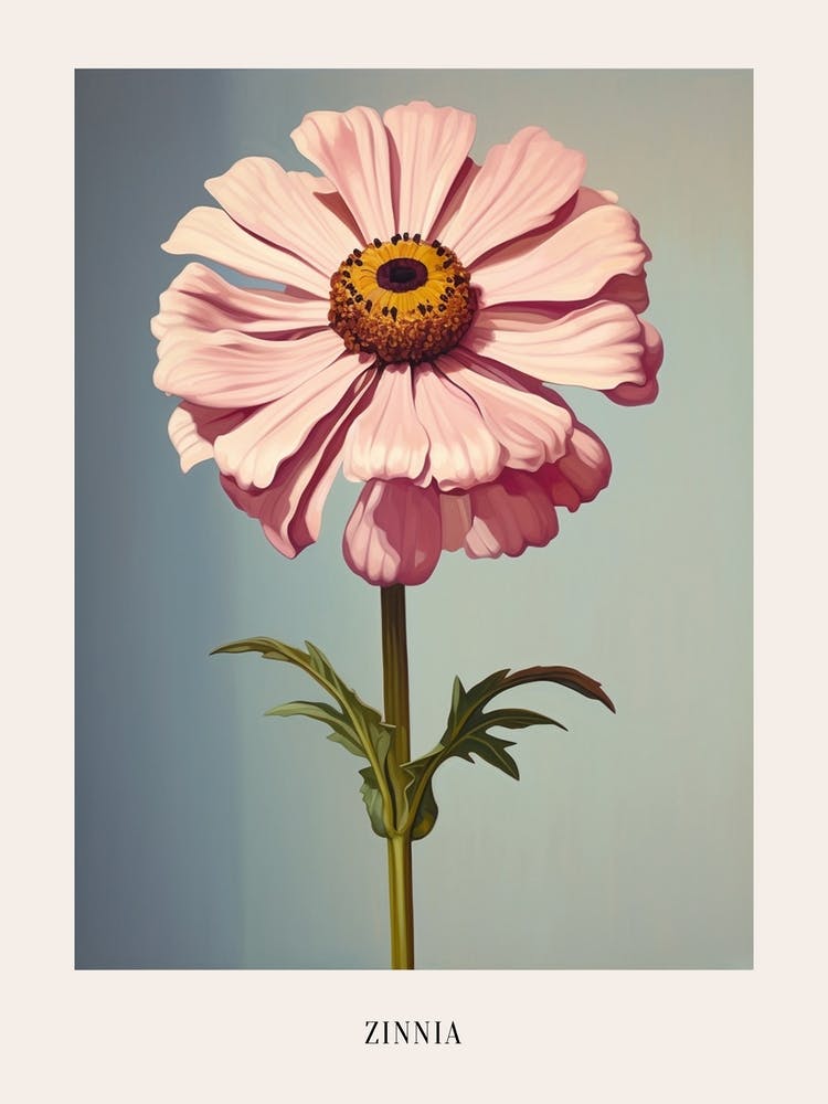 Floral Illustration Zinnia 2 Poster