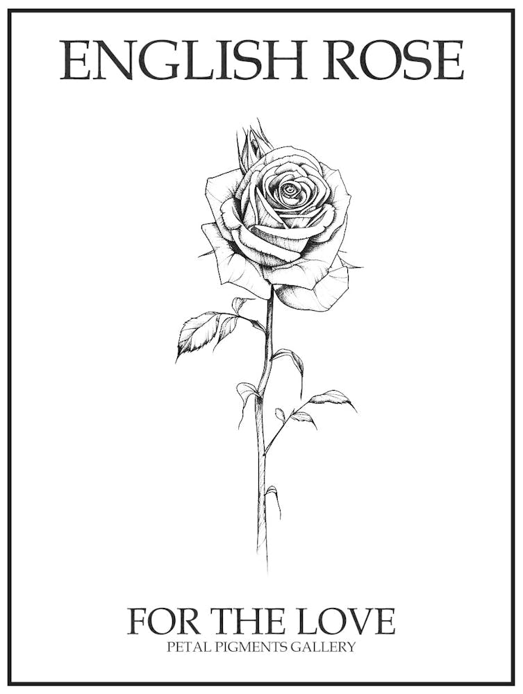English Rose Black And White Line Drawing 16 Poster