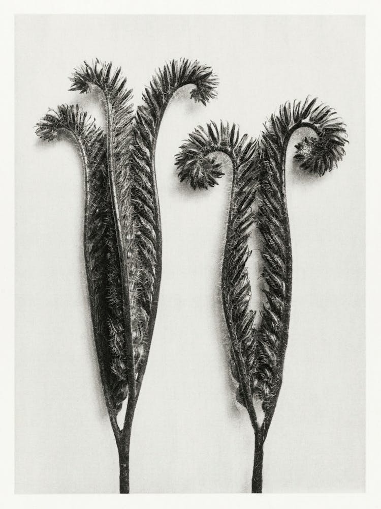 Lacy Phacelia (1928), Karl Blossfeldt 2