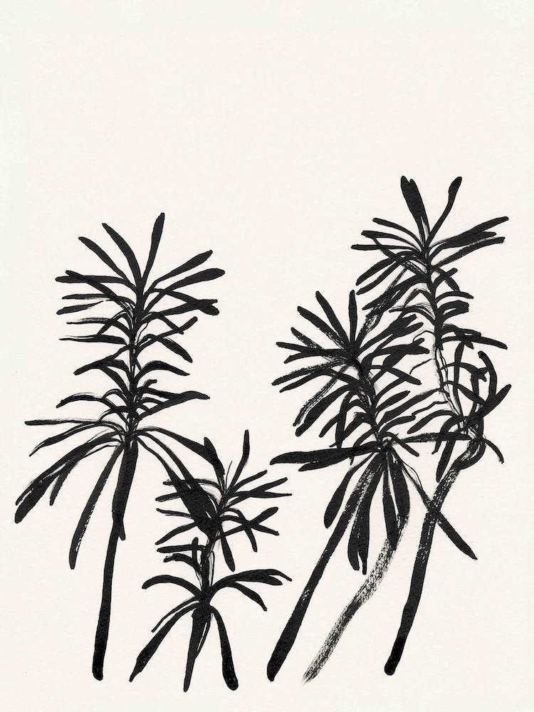 Black Tropical