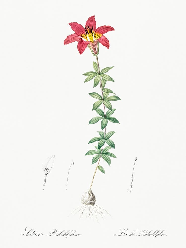 Wood Lily Illustration From Les Liliacées (1805), Pierre Joseph Redoute