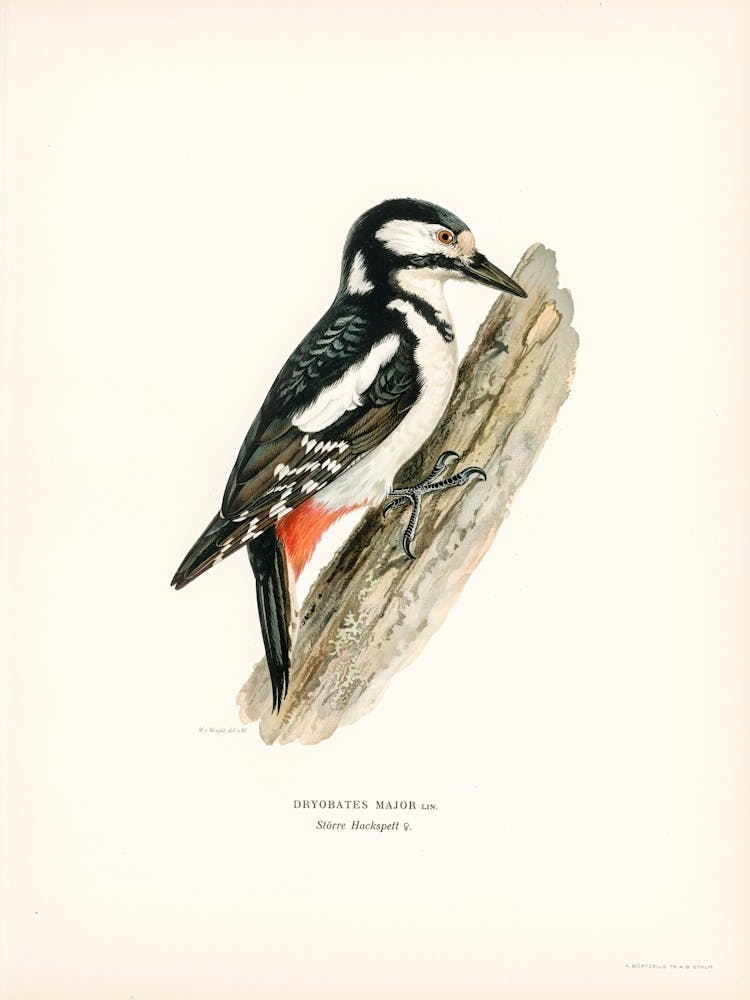 Great Spotted Woodpecker Female (Dryobates Major), The Von Wright Brothers