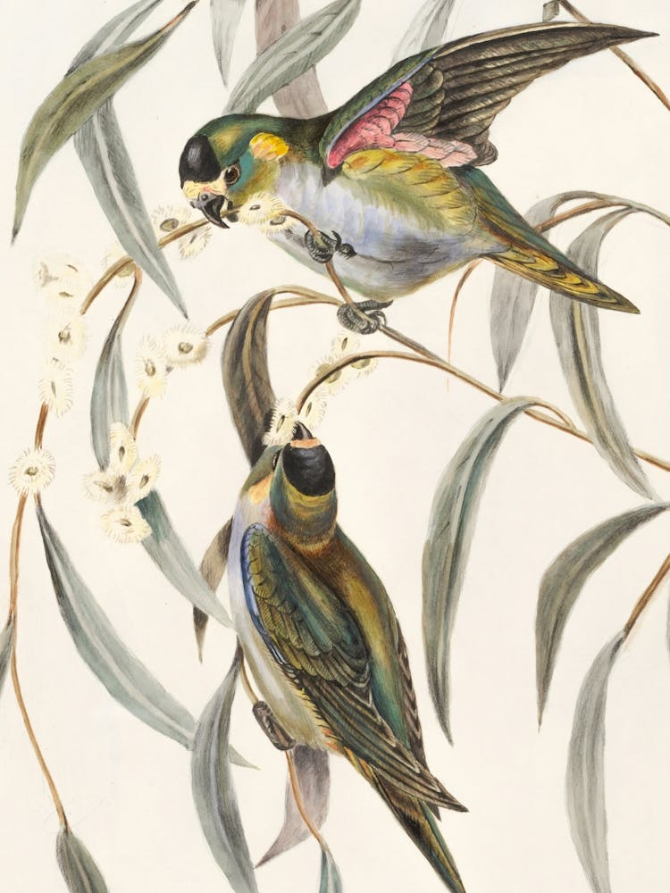 Vintage Retro Birds Illustration 1