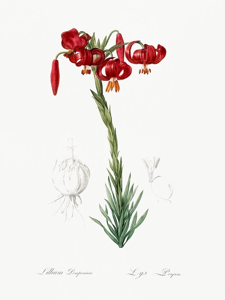 Lily Illustration From Les Liliacées, Pierre Joseph Redouté