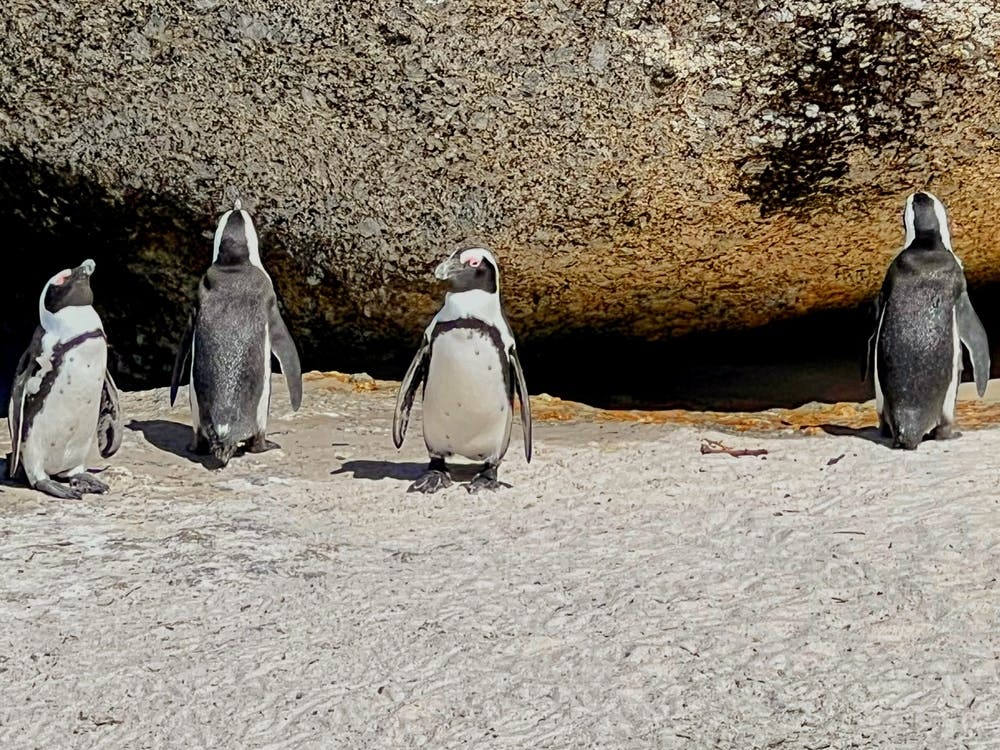 Penguins In Cape Town (Africa Series) 1