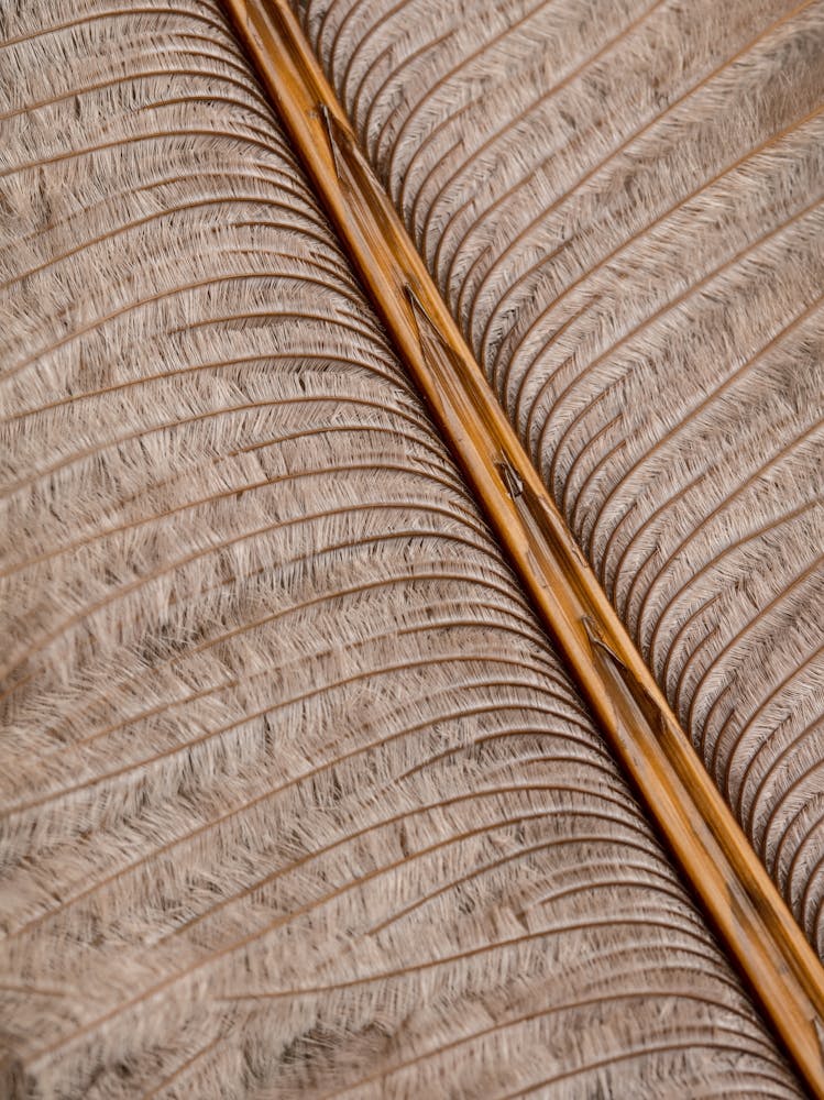 Feather brown close up_2191103