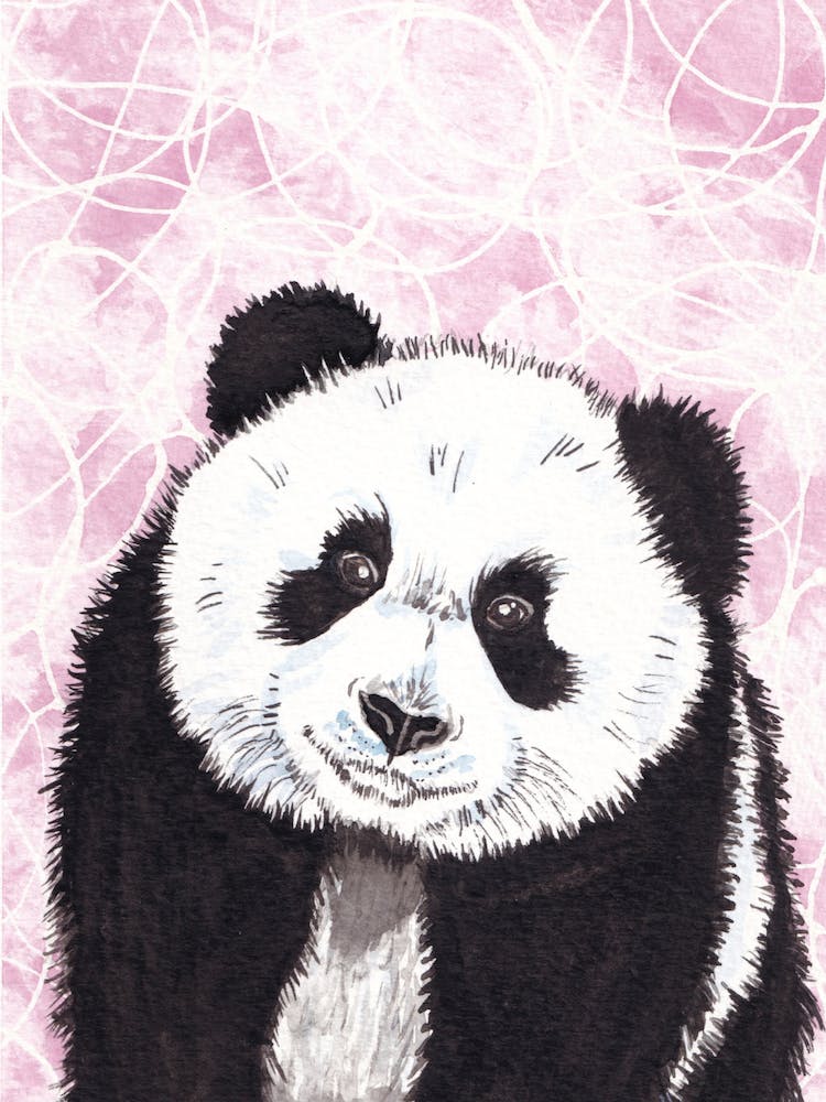 Panda Bear