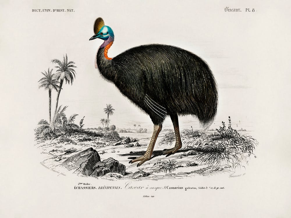 Helmeted Cassowary, Charles Dessalines D'Orbigny