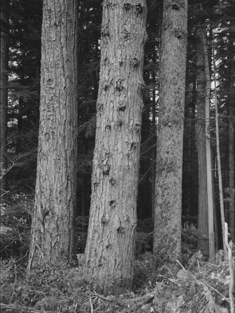 Untitled Photo, Possibly Related To Trees On Holdings Of The Long Bell Lumber Company, Cowlitz County,
