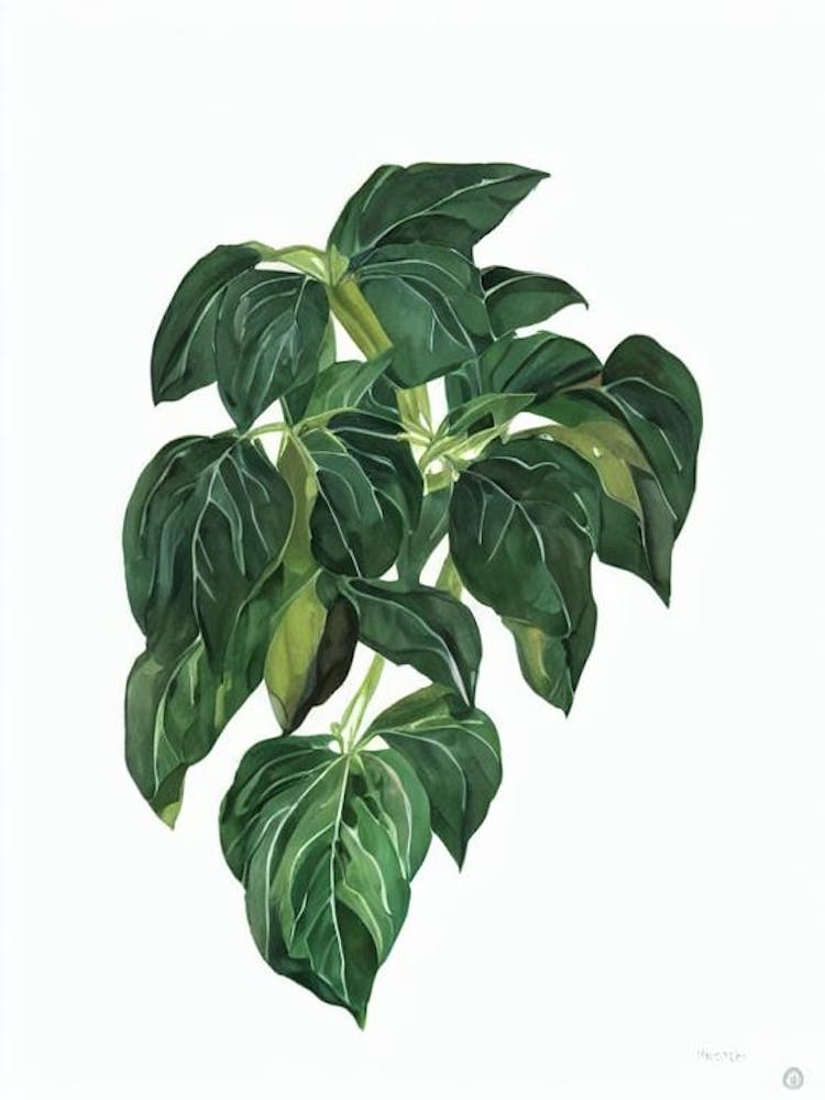 Coral Bead Plant (Nertera Granadensis) Watercolor