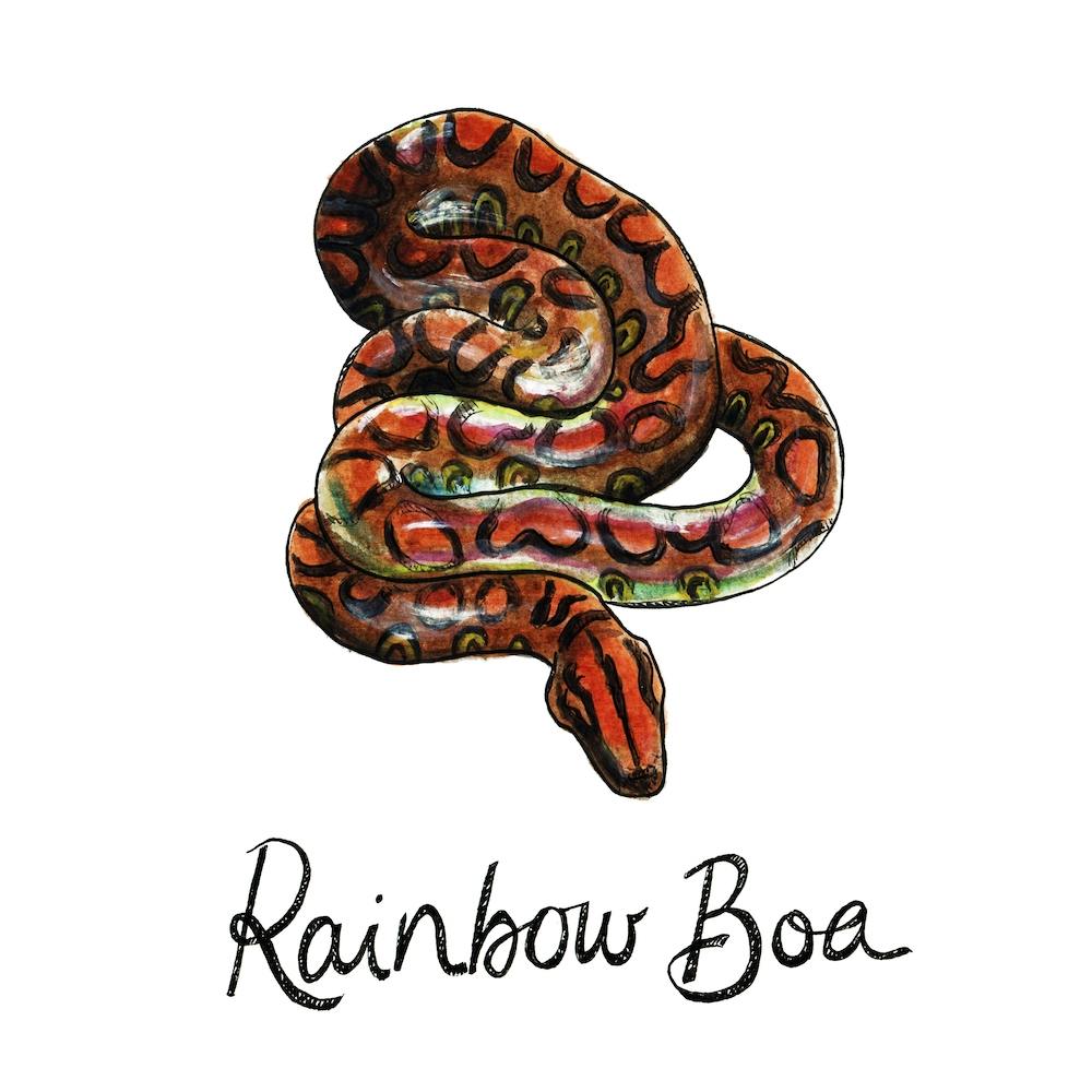 Rainbow Boa