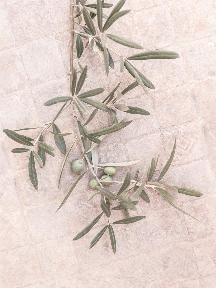 Olive 1