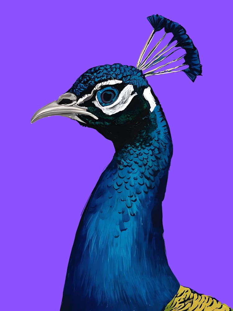 Pfau 13