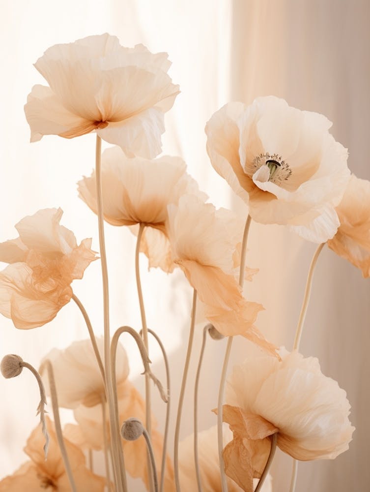 Boho Dried Flowers Poppy 6