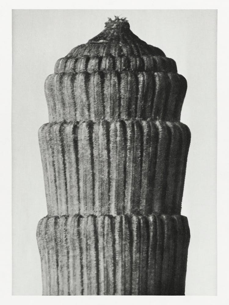 Rough Horsetail (1928), Karl Blossfeldt