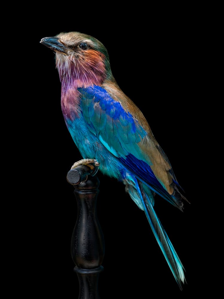 Purple Singing Birds