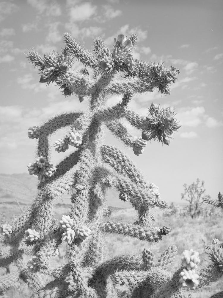 Cactus In Bloom In Graham County, Arizona By Russell Lee