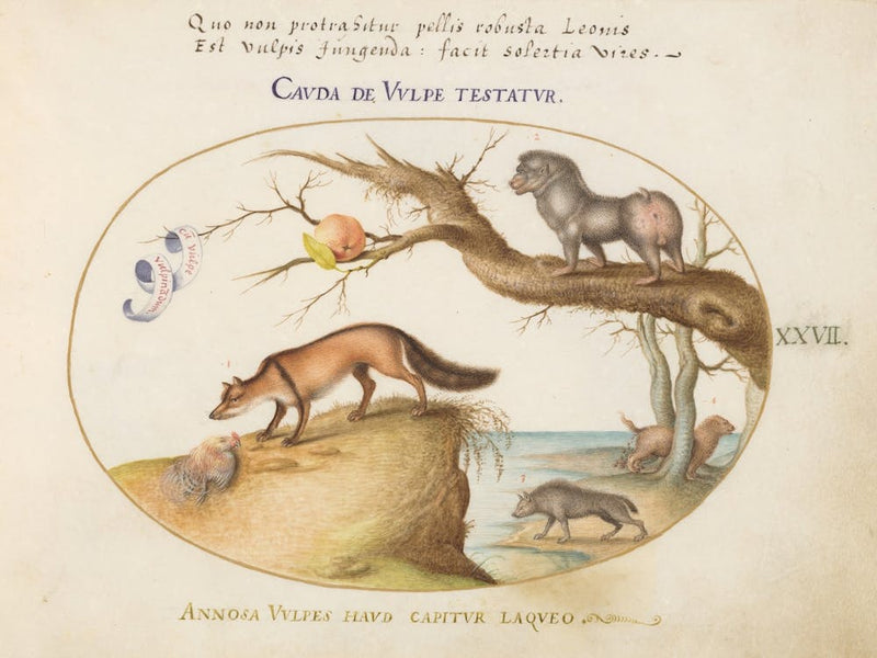 Animalia Qvadrvpedia et Reptilia (c. 1575-1580), Joris Hoefnagel (5)