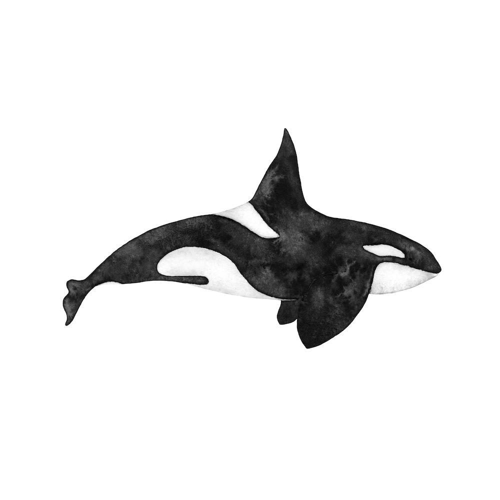 Orca Square