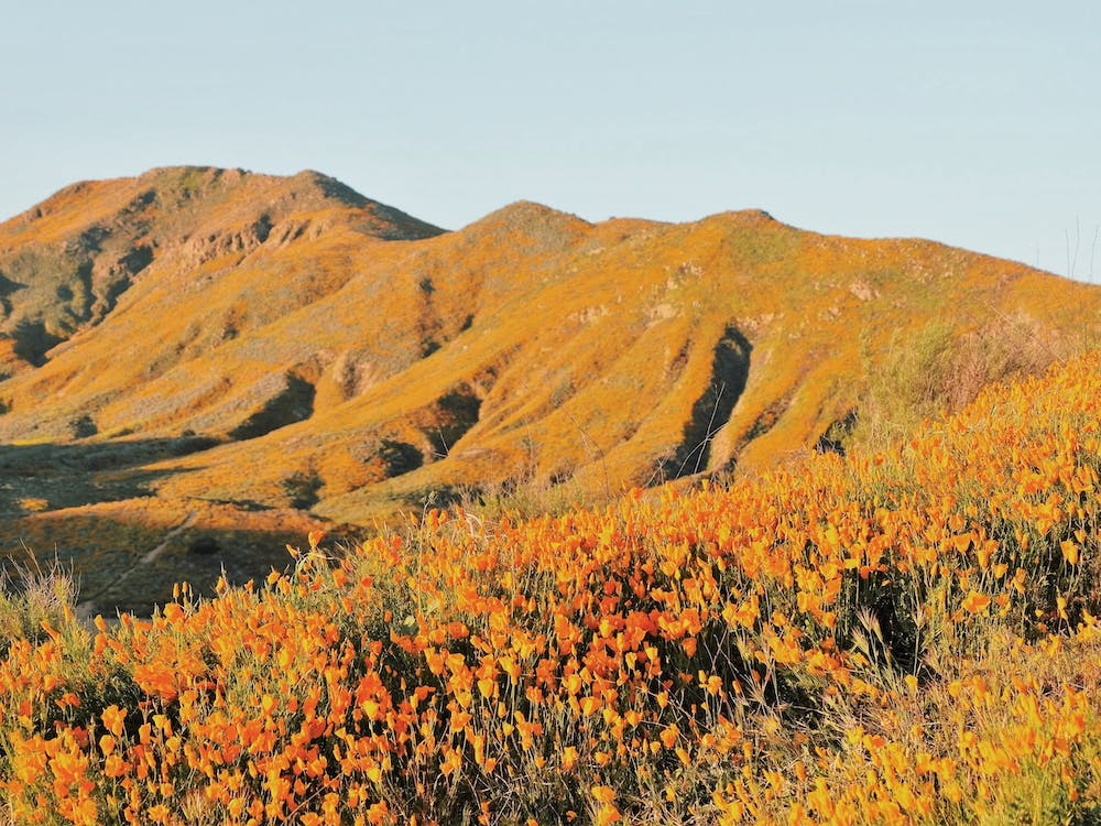 California Poppy Flower Hills