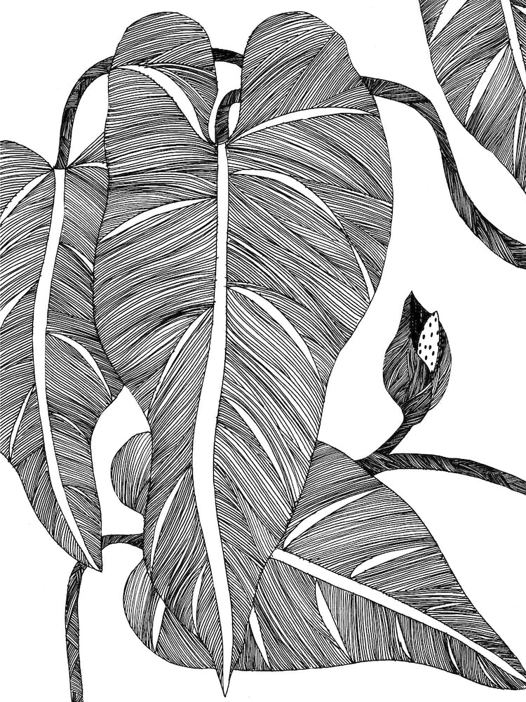Phylodendron