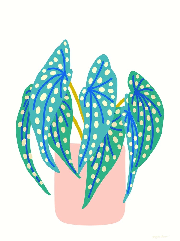 Spotted Begonia Blue