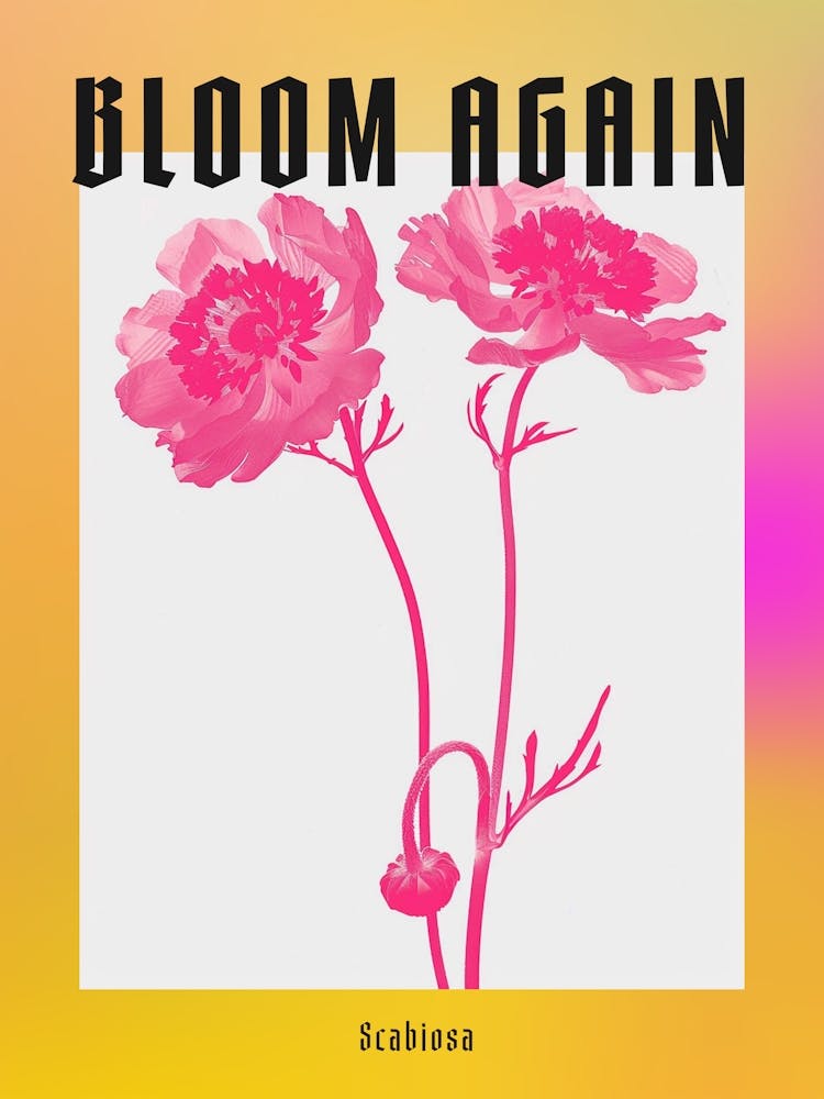Hot Pink Scabiosa Poster