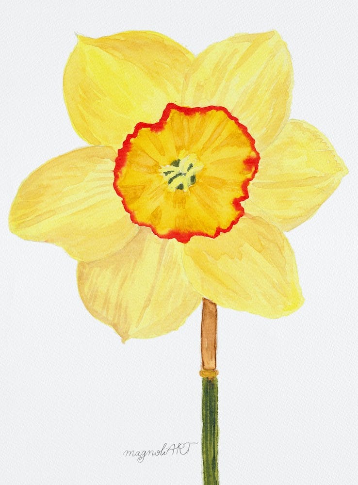 Daffodil 11