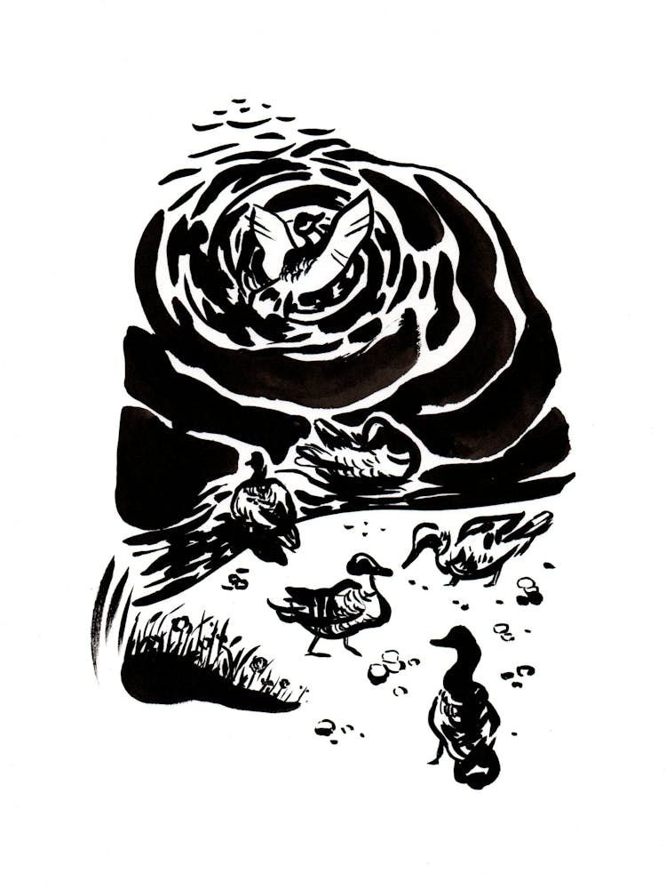 Ink drawing with ducks on a pond