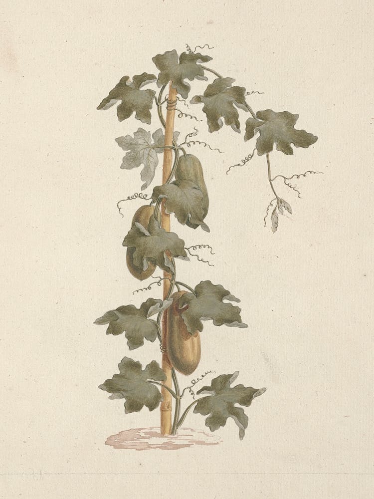 Peponium Vogelii Engl, Luigi Balugani