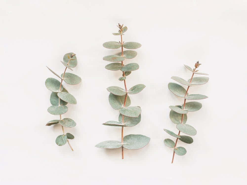 Eucalyptus Branches