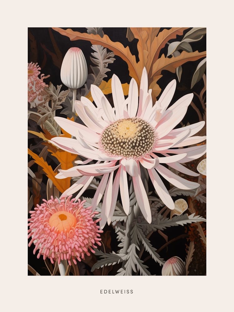 Illustration de Fleur Edelweiss 1 Affiche