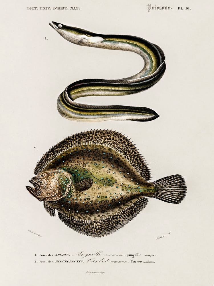 Different Types Of Fishes, Charles Dessalines D'Orbigny 7