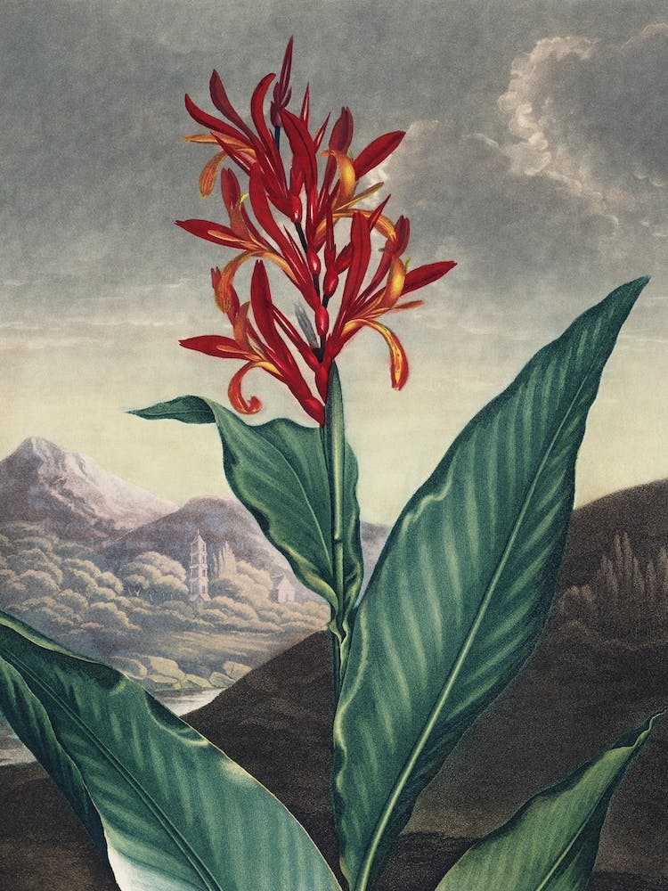 Vintage Thornton 3 Indian Reed