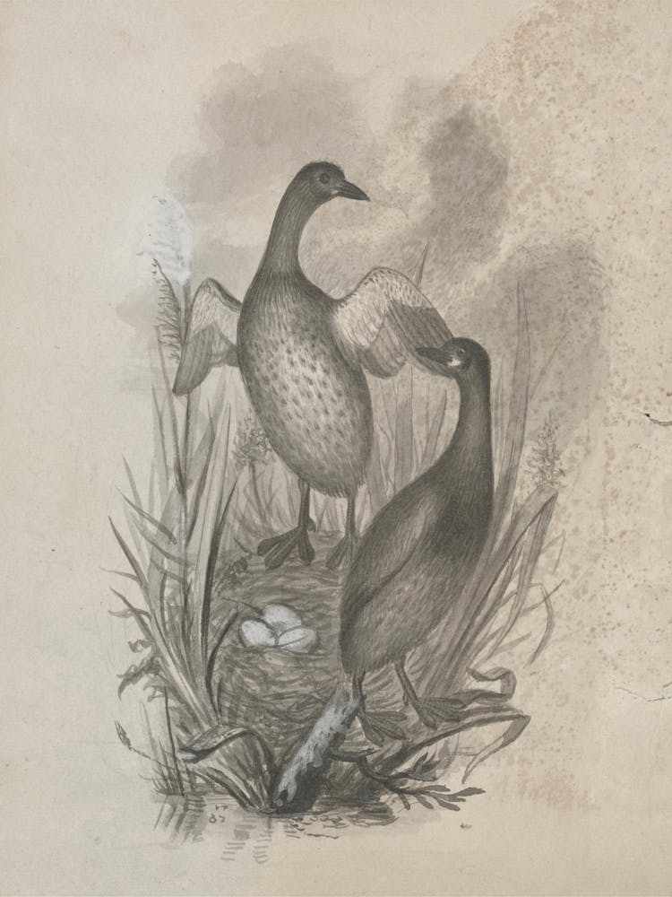 Two Ducks In A Nest