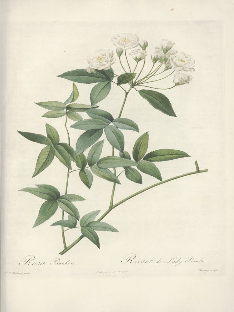 Rose Illustration, Pierre Joseph Redoute (10) 1