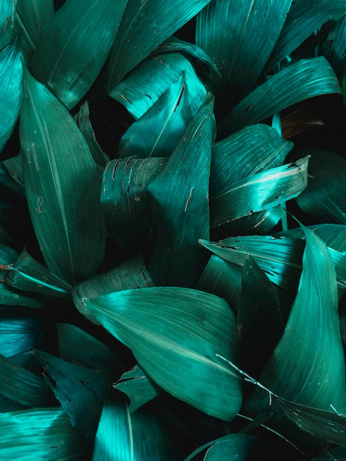 Green Plant Structure