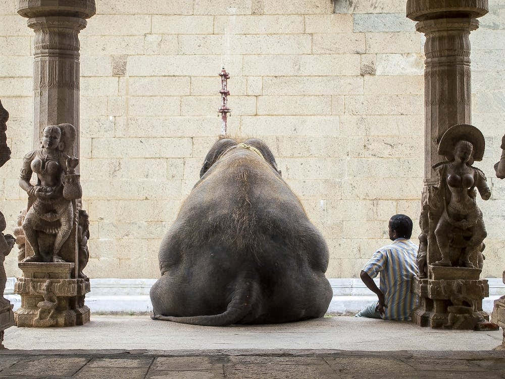 The Elephant And Its Mahot